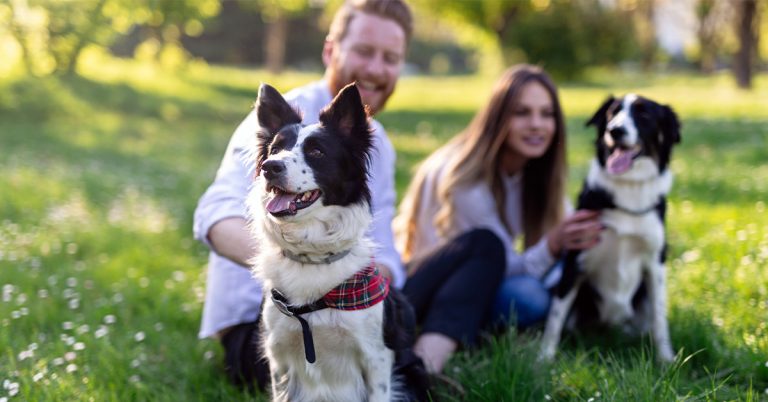 Dog Bite Liability Hero